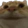 CatYes
