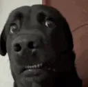 dog_dam