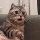 shoked_cat