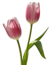 4_flowers