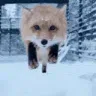 Z_jumpscare