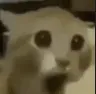 gaspcat
