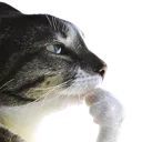 thinkingcat