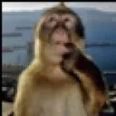 MonkeyThink