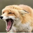 screamingfox
