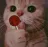 cat cat