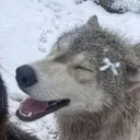 PookieWolp