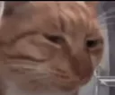 Sus