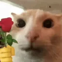 rosecar
