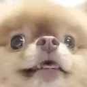 nothoughtpupe