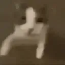 cat_Slap