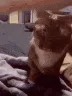 cat_PlsPats2