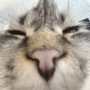 cat_Toma