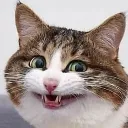happycat