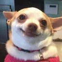 doggosmile