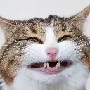 cringecat