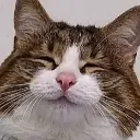 grincat