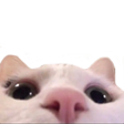 catpeek Discord sticker | Starpatch