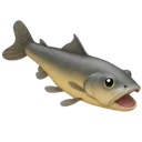 041_FishCatfish