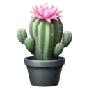 040_CactusSuculentFlower