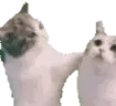 catHomies