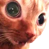 catYouWhat