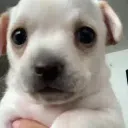 prrritu