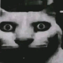 :catscarred4life: