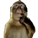 monkeythink monkeythink