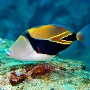 A colorful reef fish with yellow and black markings swimming in blue water.