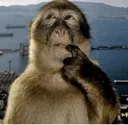 monkeythinking monkeythinking