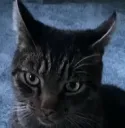 muffin7