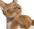 catgetout