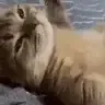 chillCat