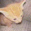 cat_bomb