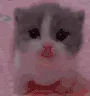 zCatScared