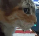 zCat_Wha