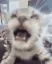 zCat_yapping