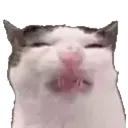 Cateww4x