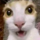 Catsurprised_cat