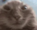 zCat_muh4x