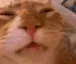 zCat_puh