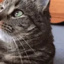 zCat
