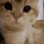 zCat