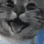 zCat_Happy
