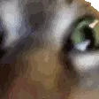 zCat_Crazy