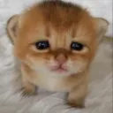Catuhuh