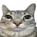 Catseriously
