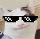 Cat_glasses