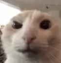 Cat_Amogsus